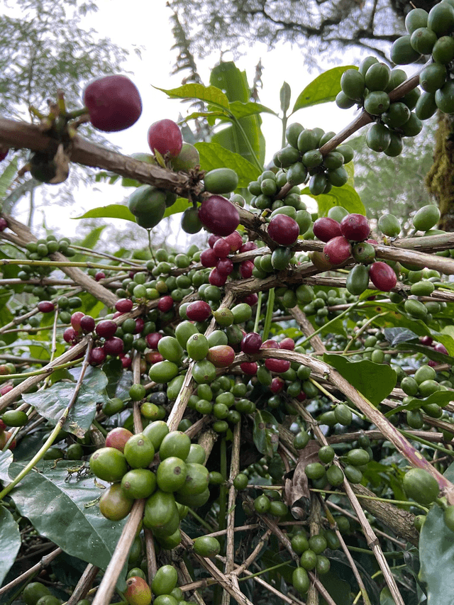 GOOD COMPANY COFFEE I THE BLOOMING GENERATION  I 250g
