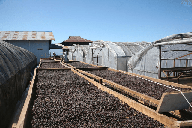 GOOD COMPANY COFFEE I THE BLOOMING GENERATION  I 250g